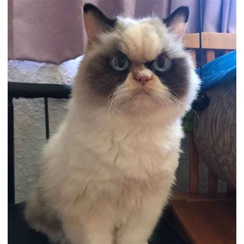 The New Grumpy Cat Who Looks Angrier Than Her Predecessor