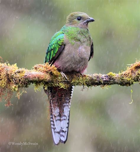 Female Quetzal In The Rain In Costa Rica Hembras