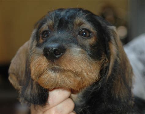 Breeders.net has not screened the listed breeders and accepts no responsibility for their reputation or quality. Do you love me.. | Wire haired dachshund, Doxie puppies ...