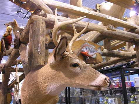 Deer With Antlers Inside Bluewater Outriggers Sporting Goo Flickr
