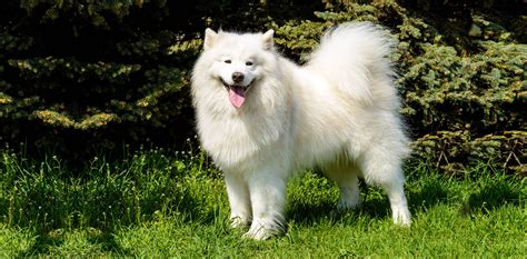 Samoyed Dog Breed