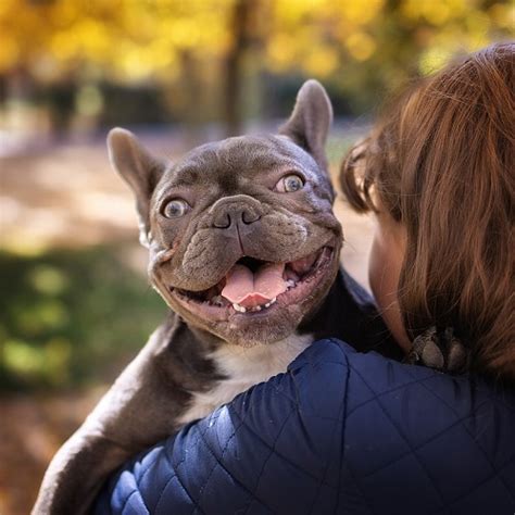 Common French Bulldog Health Issues Treatment And More Vetericyn