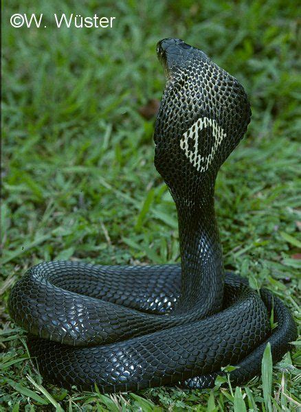 Naja Kaouthia Monocled Cobra Snake Poisonous Snakes Reptiles And