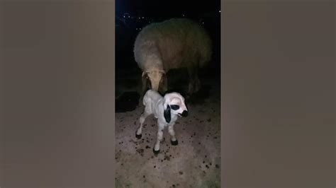 Sheep Gave Birth 🐑 Youtube