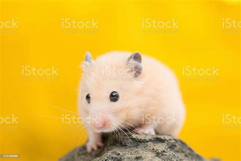 Golden Hamster On Gold Stock Photo Download Image Now Hamster