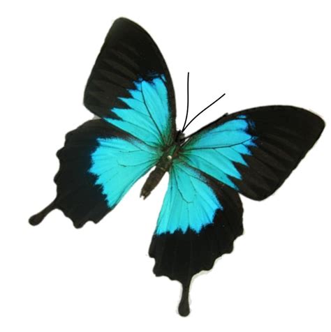 Turquoise Butterfly 3d Wall Art Teal Butterflies Great For Conservatory Butterfly Wall Sticker