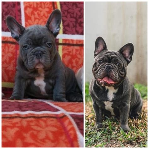 Blue and tan french bulldog stud services. Miami_exotic_bully, French Bulldog Stud in Miami, Florida