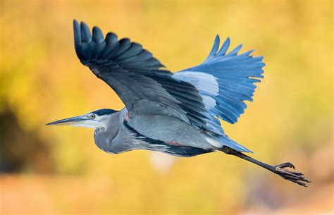 Great Blue Heron Flying In A Golden Light John Tancredi Flickr