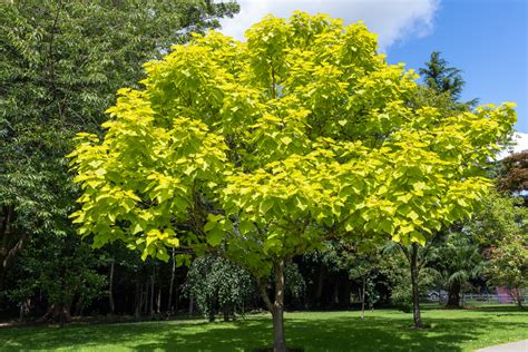 The Best Deciduous Trees For Australian Gardens
