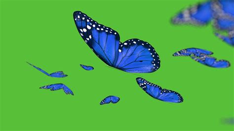 Butterflies Flying Across Green Screen No Copyright Royalty Free