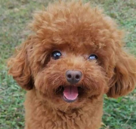 100 Unique Poodle Dog Names Pupstoday