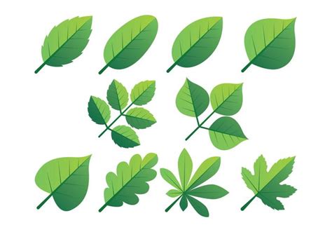Clipart Leaves 10 Free Cliparts Download Images On Clipground 2024