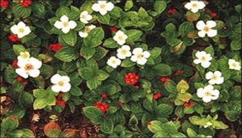 Bunchberry Its Like A Tiny Dogwood Shaped Ground Cover Complete W 4