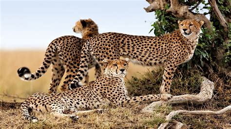 African Cheetahs Can Now Be Brought To India Rules Indias Apex Court