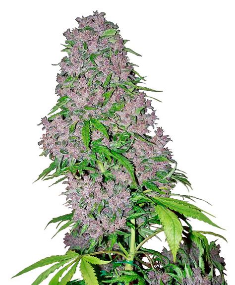 Purple Bud Feminizada Sensi Seeds