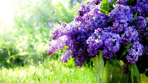 Lilacs Wallpapers Wallpaper Cave