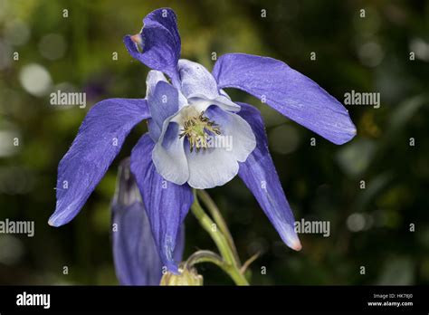 Alpine Columbine Aquilegia Alpina Flower Stock Photo Alamy