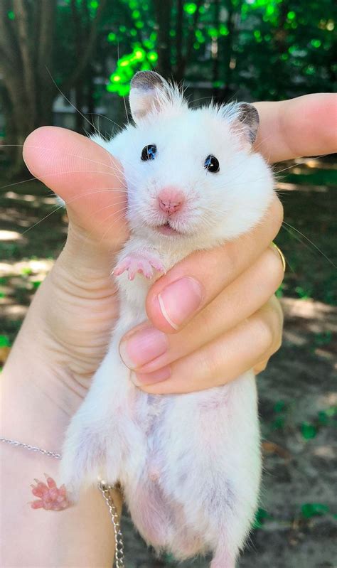 White Syrian Hamster Cute Hamsters Funny Hamsters Syrian Hamster