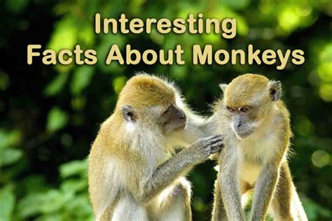 Interesting Facts About Monkeys Learn About Monkeys Topessaywriter