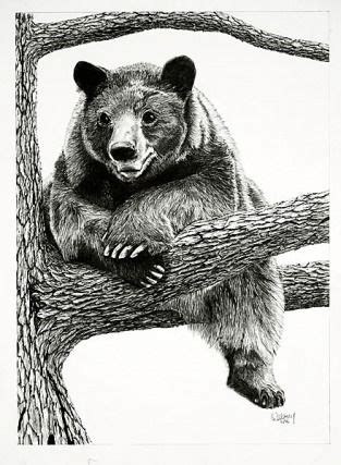 Add more details and add the grass. Pencil Drawings of Bears | Black Bear Pencil Drawings ...