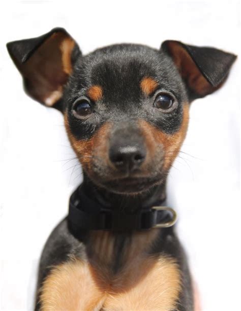 Chihuahua Mini Pinscher Cross Pets Lovers