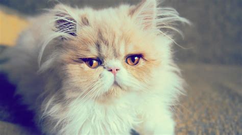 Persian Cats History Appearance Personality