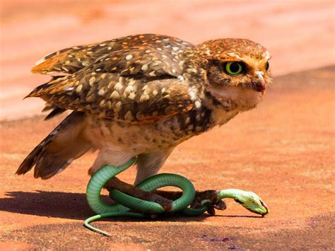 Do Owls Eat Snakes Unianimal
