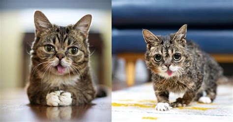 the best lil bub memes to memorialize the internet cat star