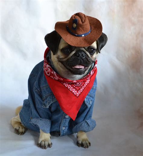 1280x1024 Resolution Fawn Pug Wearing Cowboy Hat Red Bandana And