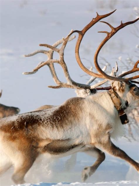 Norway Reindeer Bing Wallpaper Download