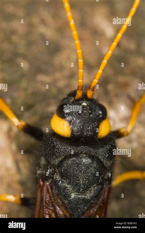 Macro Headshot Of A Female Horntail Or Giant Wood Wasp Urocerus Gigas