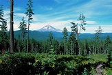 Tall Pine Trees with Mountain in Background, Mount Hood, Oregon ...