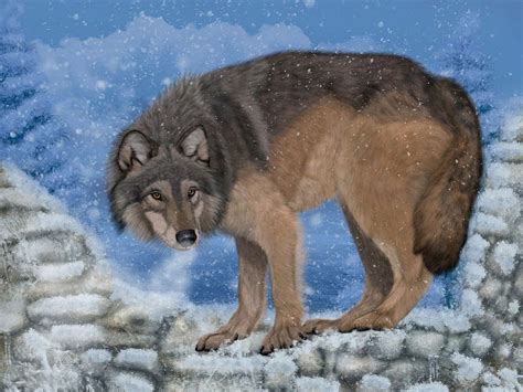 Lone Wolf One Animal Wolf Lonley Hd Wallpaper Peakpx
