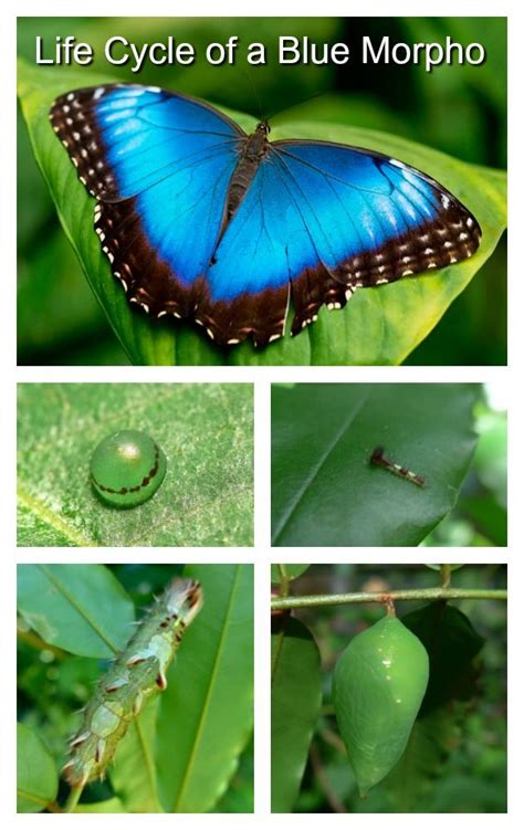 Blue Morpho Butterfly Caterpillar