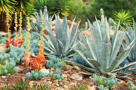 Choose The Best Succulents For Landscaping