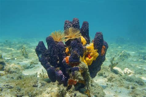 Colorful Sea Sponge Underwater In The Caribbean Stock Image Image Of