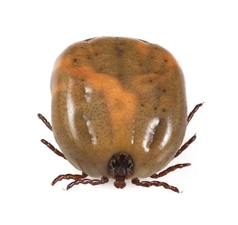 Engorged Ixodes Tick Photograph By Science Photo Library