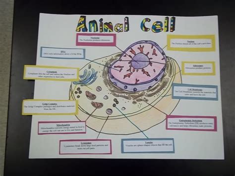 Animal Cell Project On Poster Board