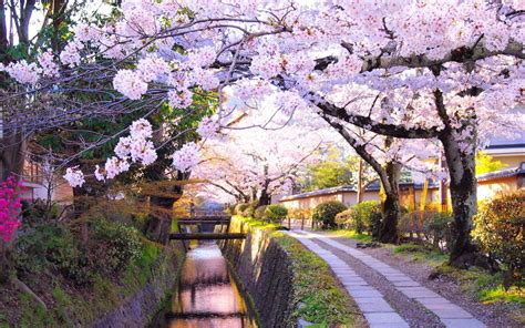 Image Result For Japan Cherry Blossom Cherry Blossom Japan Kyoto Travel Kyoto Travel Guide