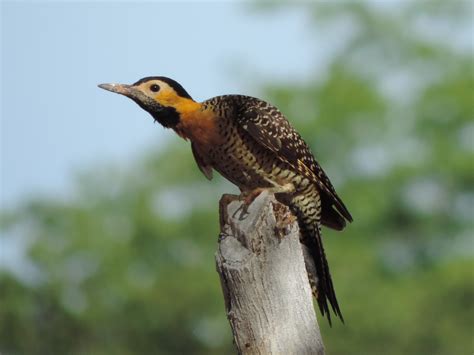 Pássaros Do Nordeste Do Brasil