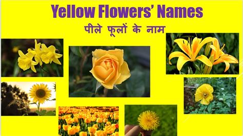 Yellow Flowers Images And Names Top 10 Scented Plants That Will Make