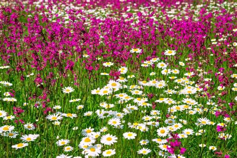 Multi Colored Flowers Blossoming On A Meadow Stock Photo Image Of