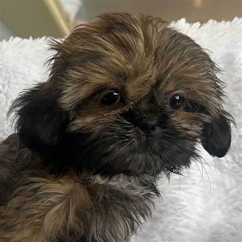 Shih Tzu Puppies For Sale In Southern Florida From Heavenly Puppies