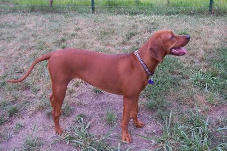 redbone coonhound  pet paw