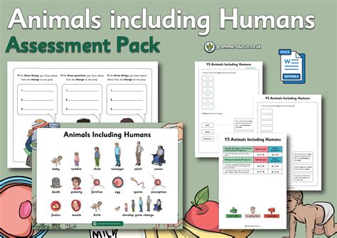 Year 5 Science Animals Including Humans Assessment Pack Grammarsaurus