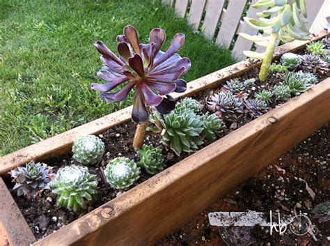 How To Make A Succulent Window Box Flowers Gardening