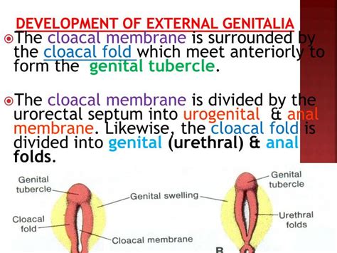 Differentiation Of The Female External Genitalia Stages