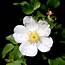Knock Out™ White Rose Plants For Sale  Free Shipping