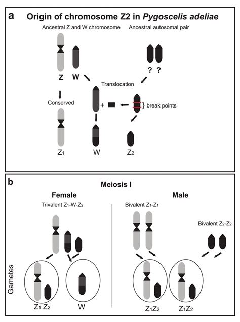 Schematic Representation Of The Origin Of The Multiple Sex Chromosome Download Scientific