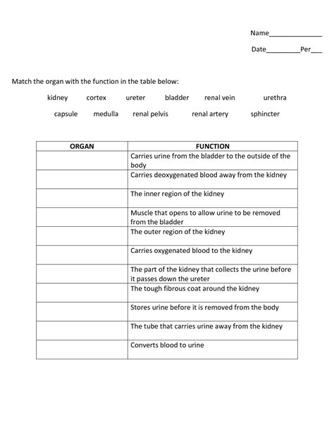 16 Best Images Of Muscle Worksheets For Middle School